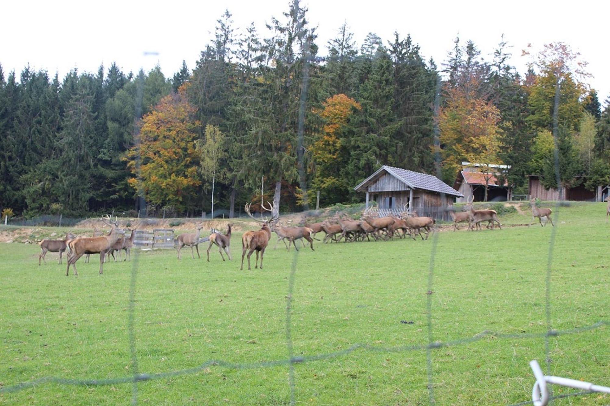 Gasthaus Zur Waldesruh Waffenbrunn ภายนอก รูปภาพ